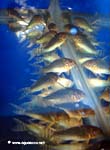 Corydoras