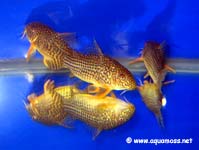 Corydoras