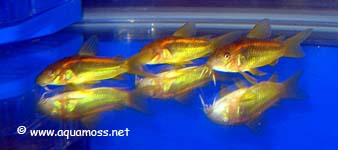 Corydoras