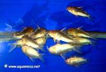 Corydoras