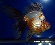 Goldfish