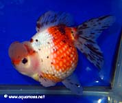 Goldfish
