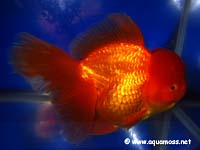 Goldfish