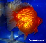 Goldfish