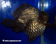 Goldfish