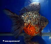 Goldfish