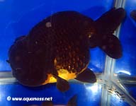 Goldfish