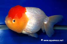 Goldfish 