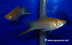Xiphophorus helleri