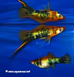 Xiphophorus helleri