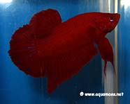 Betta splendens