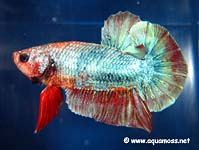 Betta splendens
