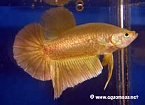 Betta splendens