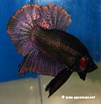 Betta splendens