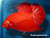 Betta splendens