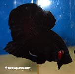 Betta splendens