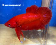Betta splendens