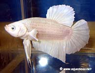 Betta splendens