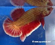 Betta splendens