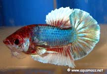 Betta splendens