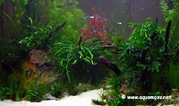 Planted Tank