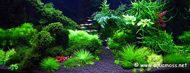 Planted Tank