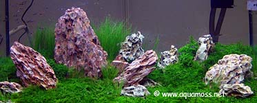 Planted Tank
