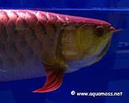 Arowana