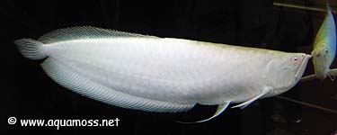 Arowana