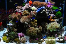 Marine Tank