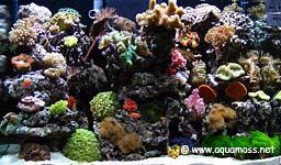 Marine Tank