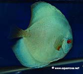 Discus