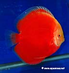 Discus