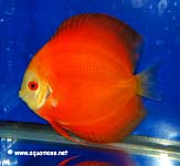 Discus