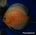 Discus Aquarama