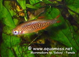 Microrasbora sp. Galaxy - Female
