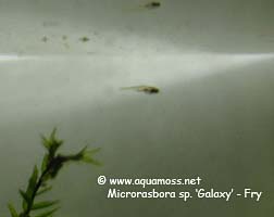 Microrasbora sp. Galaxy - Fry