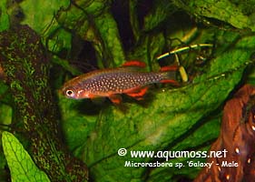 Microrasbora sp. Galaxy - Male 