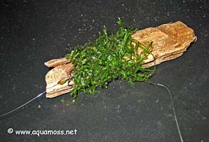 How to tie aquatic moss to driftwood