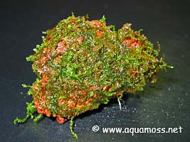 How to tie aquatic moss to lava rock