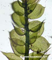 Christmas Moss - Vesicularia montagnei