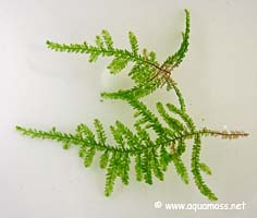Creeping Moss - Vesicularia sp.