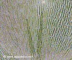 Creeping Moss - Vesicularia sp.