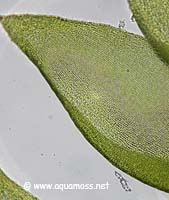 Giant Moss - Taxiphyllum sp.