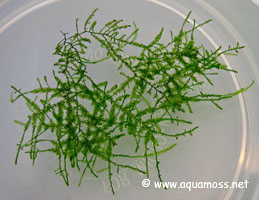 Green Sock Moss - Taxiphyllum species