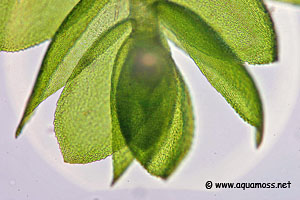 Green Sock Moss - Taxiphyllum species