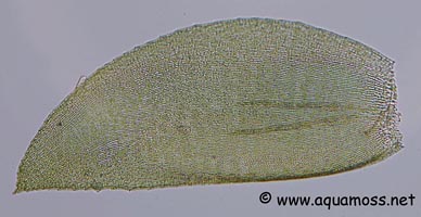 Java Moss - Taxiphyllum barbieri - Cell Structure