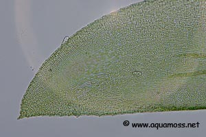 Java Moss - Taxiphyllum barbieri - Cell Structure