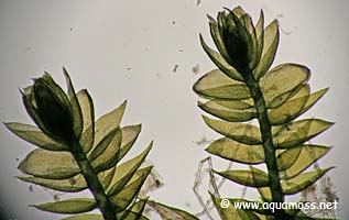 Mini Taiwan Moss - Isopterygium sp.