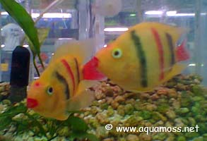 Dyed Fish